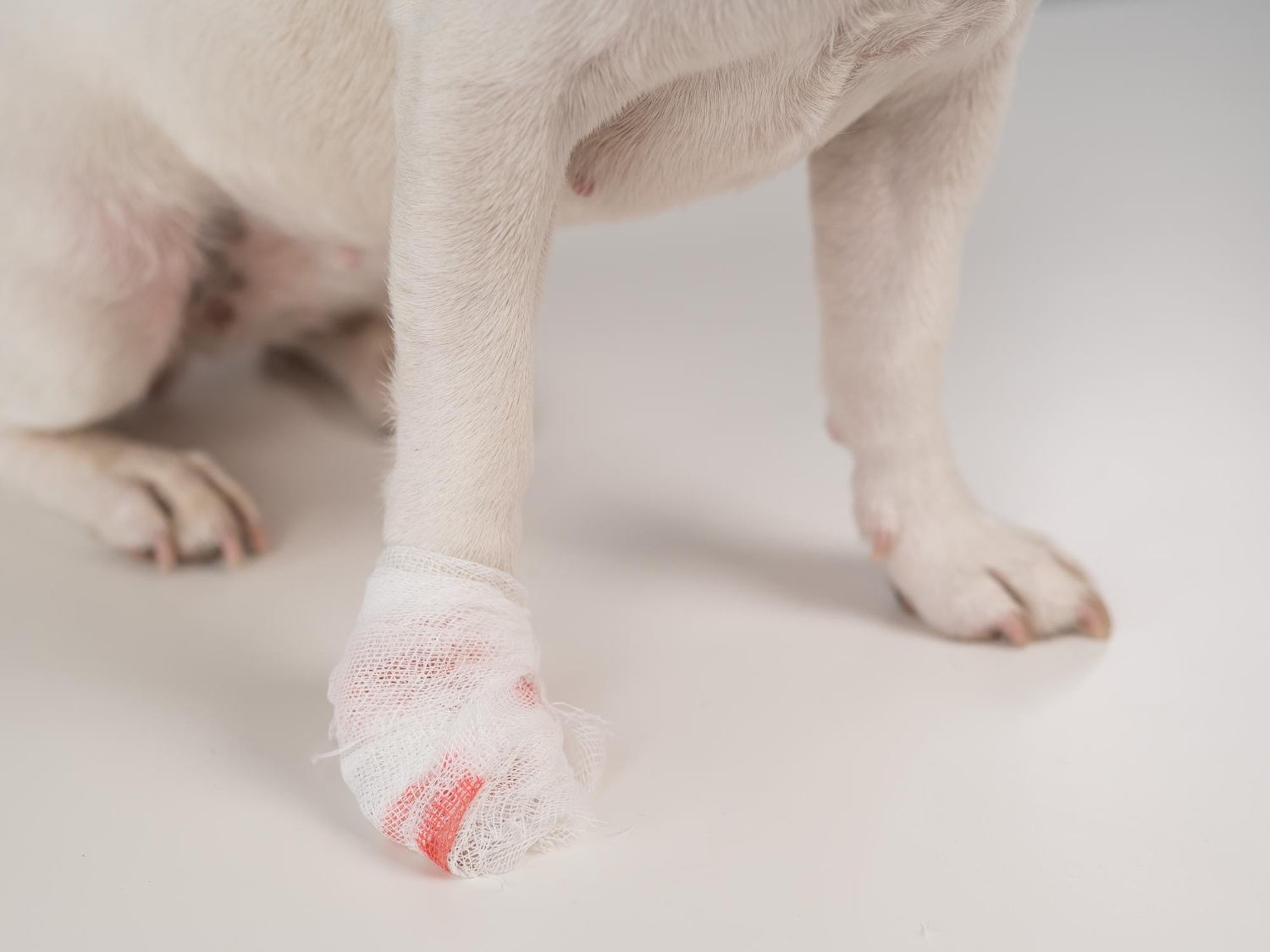 2.mountainvet-pets-osteoarthritis-guide-3