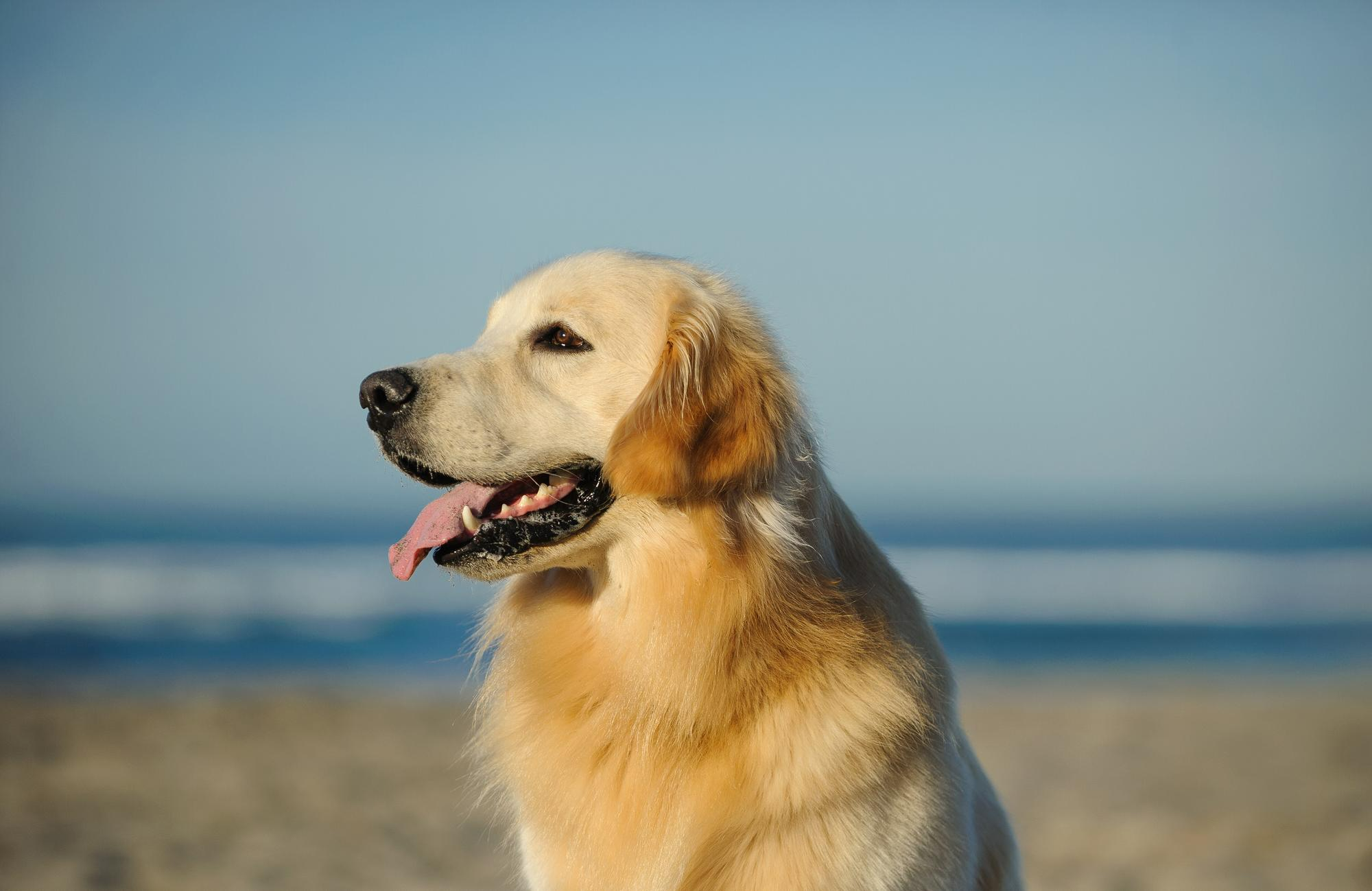黃金獵犬站在沙灘上