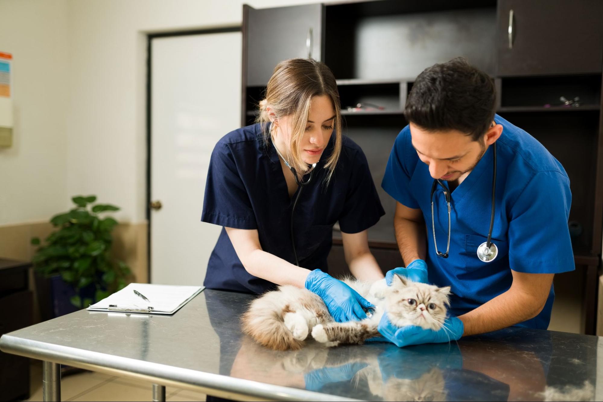 99. AI - cat-seeing-a-vet-1