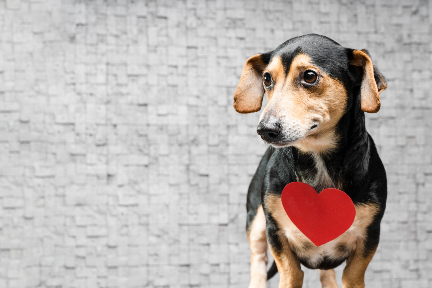 1.mountainvet-dog-heart-disease-guide-1