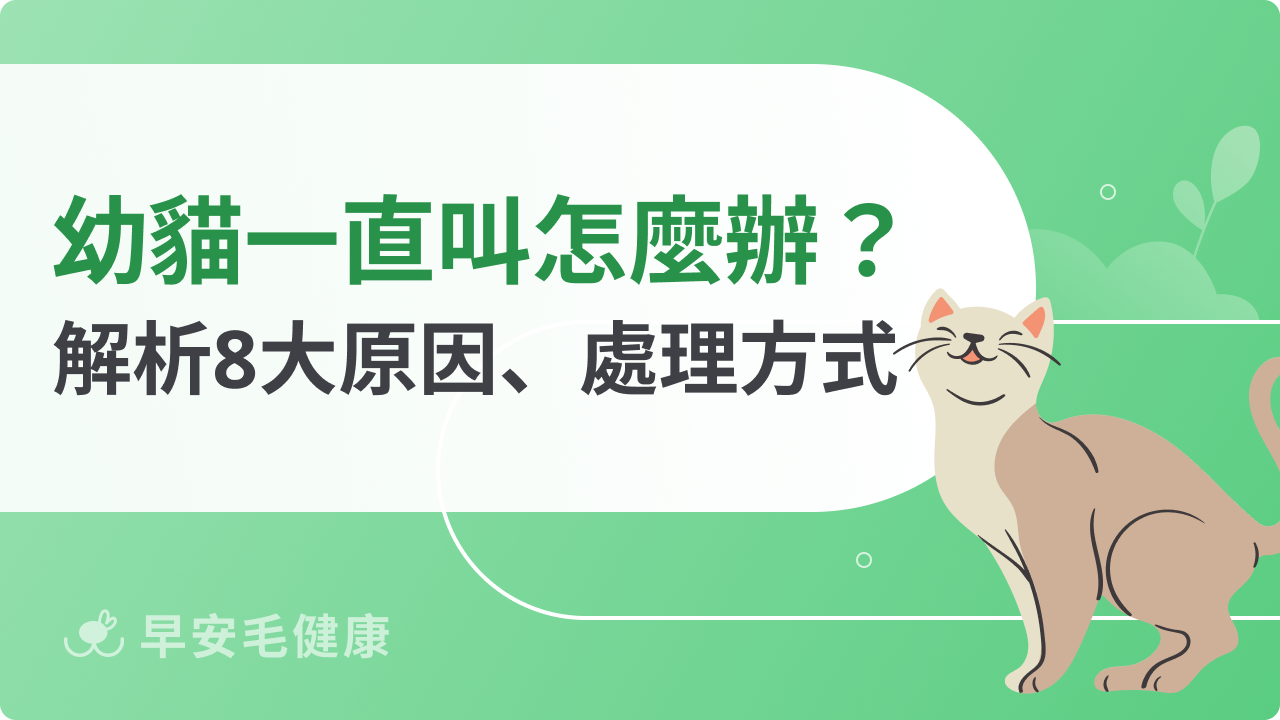 幼貓一直叫怎麼辦?搞懂這8個原因,教你如何處理!