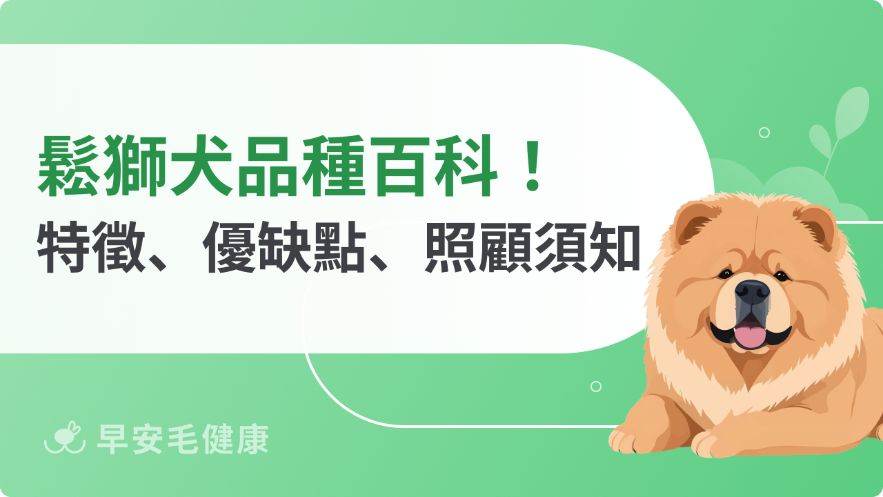 鬆獅犬壽命多長?幼犬價格多少?超萌小獅子特徵與飼養須知!