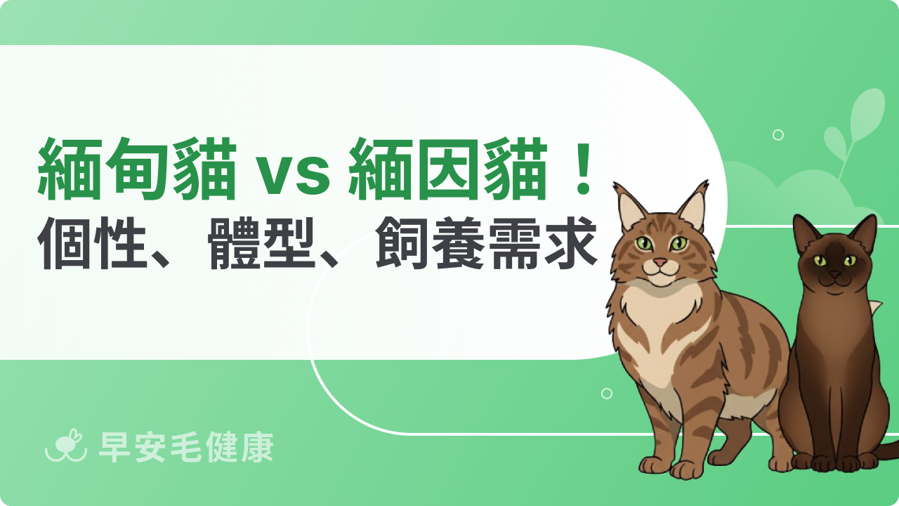緬甸貓緬因貓差在哪?個性、體型、飼養需求一次看