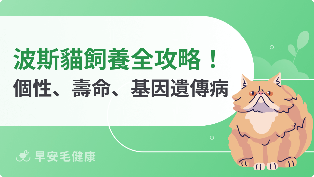 波斯貓飼養全攻略!健康、價格、壽命與常見問題