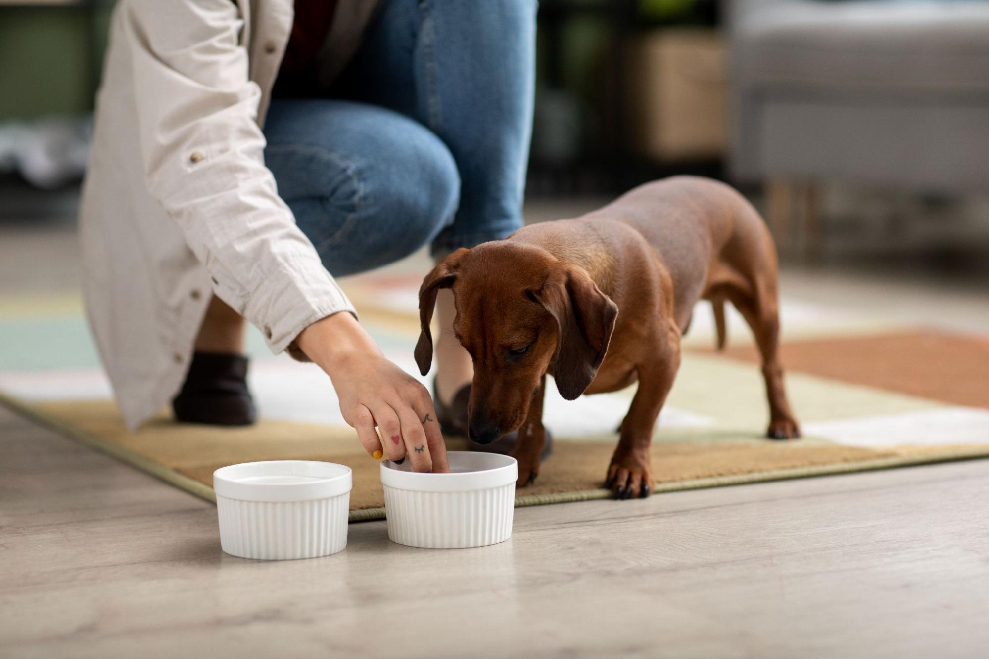 狗狗被主人餵食罐頭