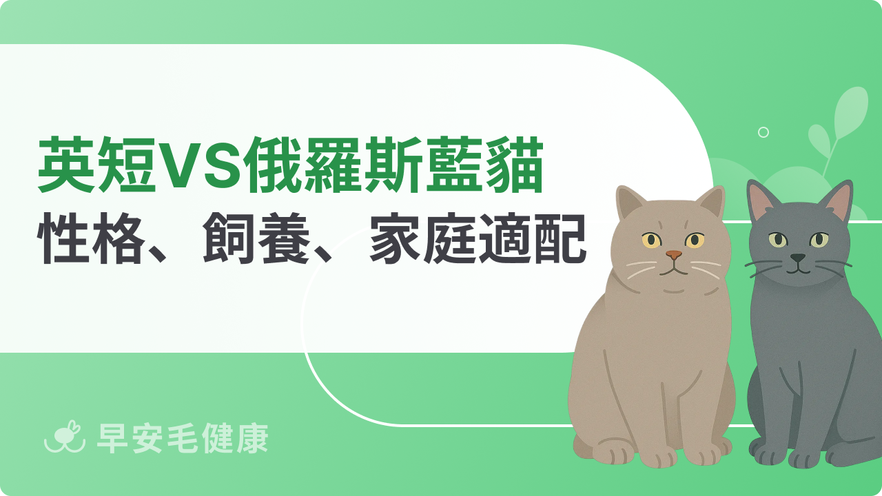 英國短毛貓、俄羅斯藍貓長好像?性格、飼養難度、家庭適配懶人包