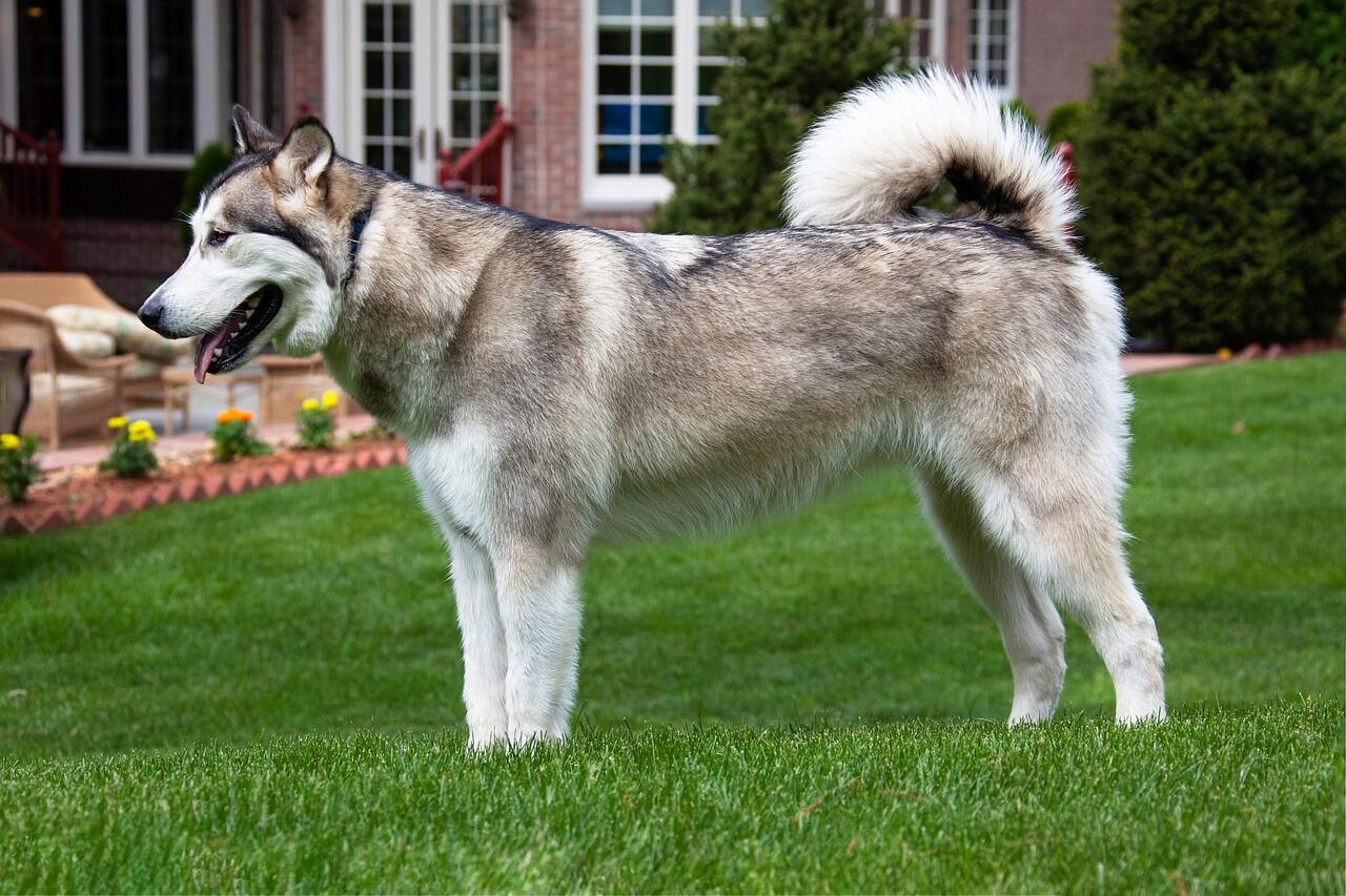 40. alaskan-malamute-guide-2