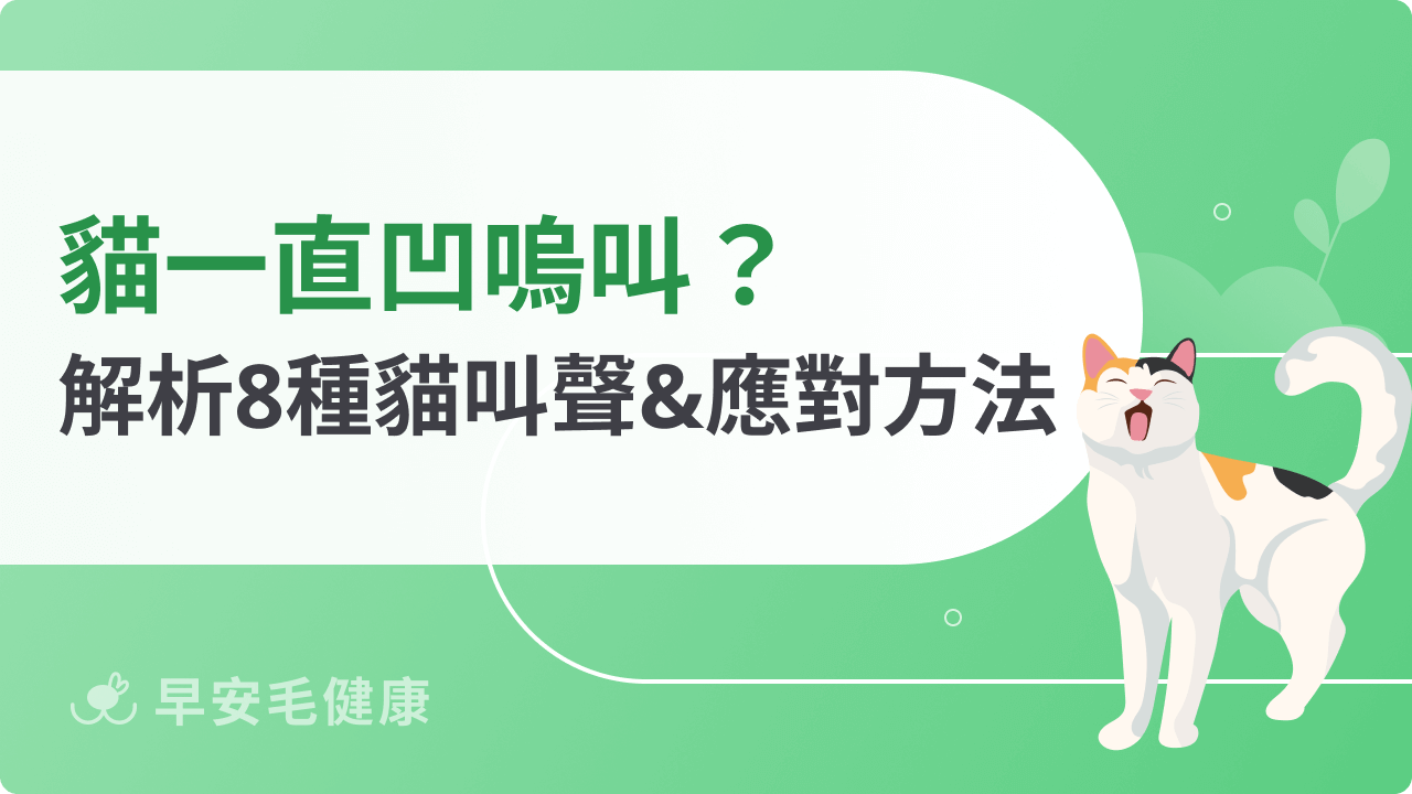 貓一直凹嗚叫?解析8種常見貓叫聲,讀懂貓咪的內心OS!