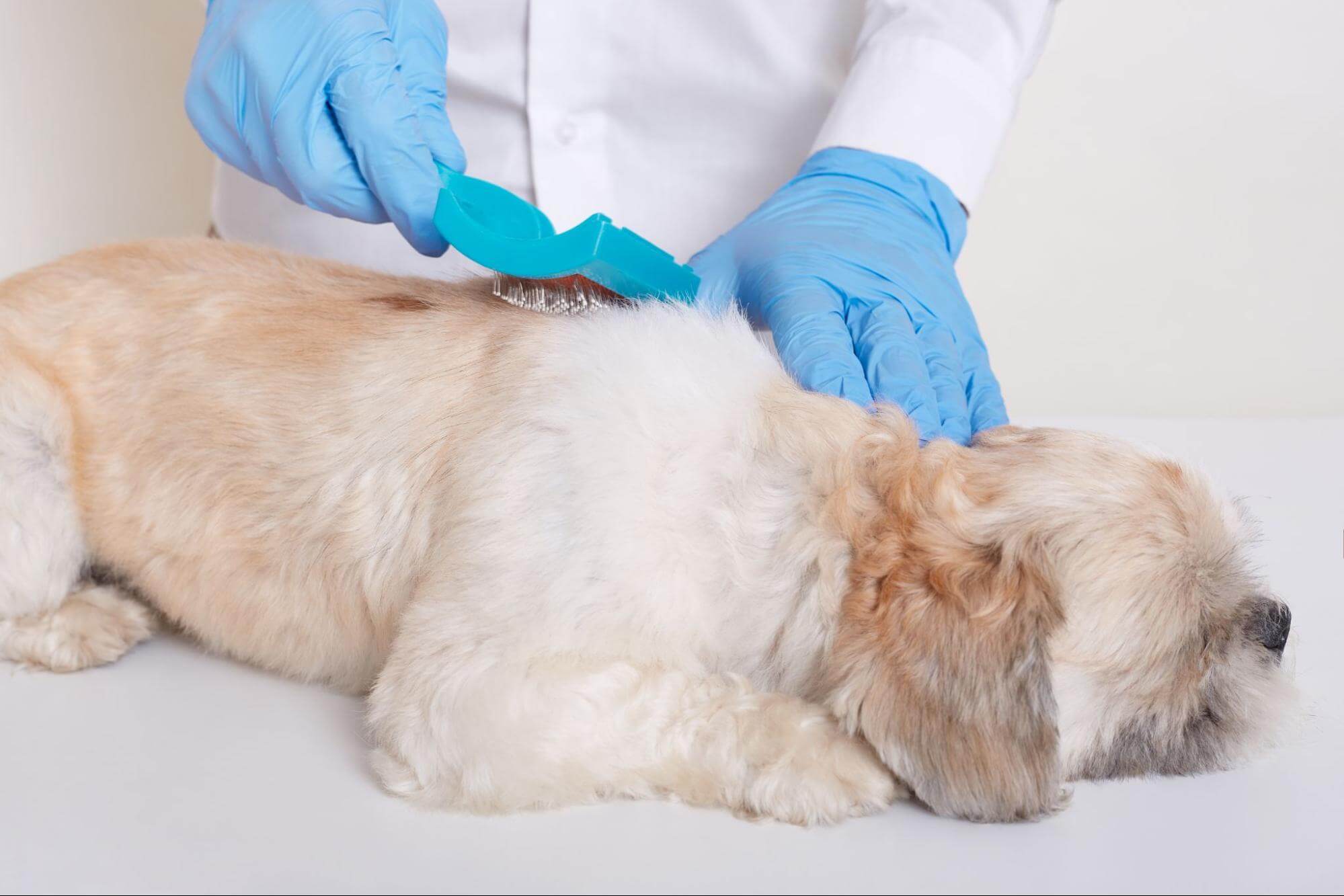 276. AI - dog-skin-lumps-when-to-see-vet-1