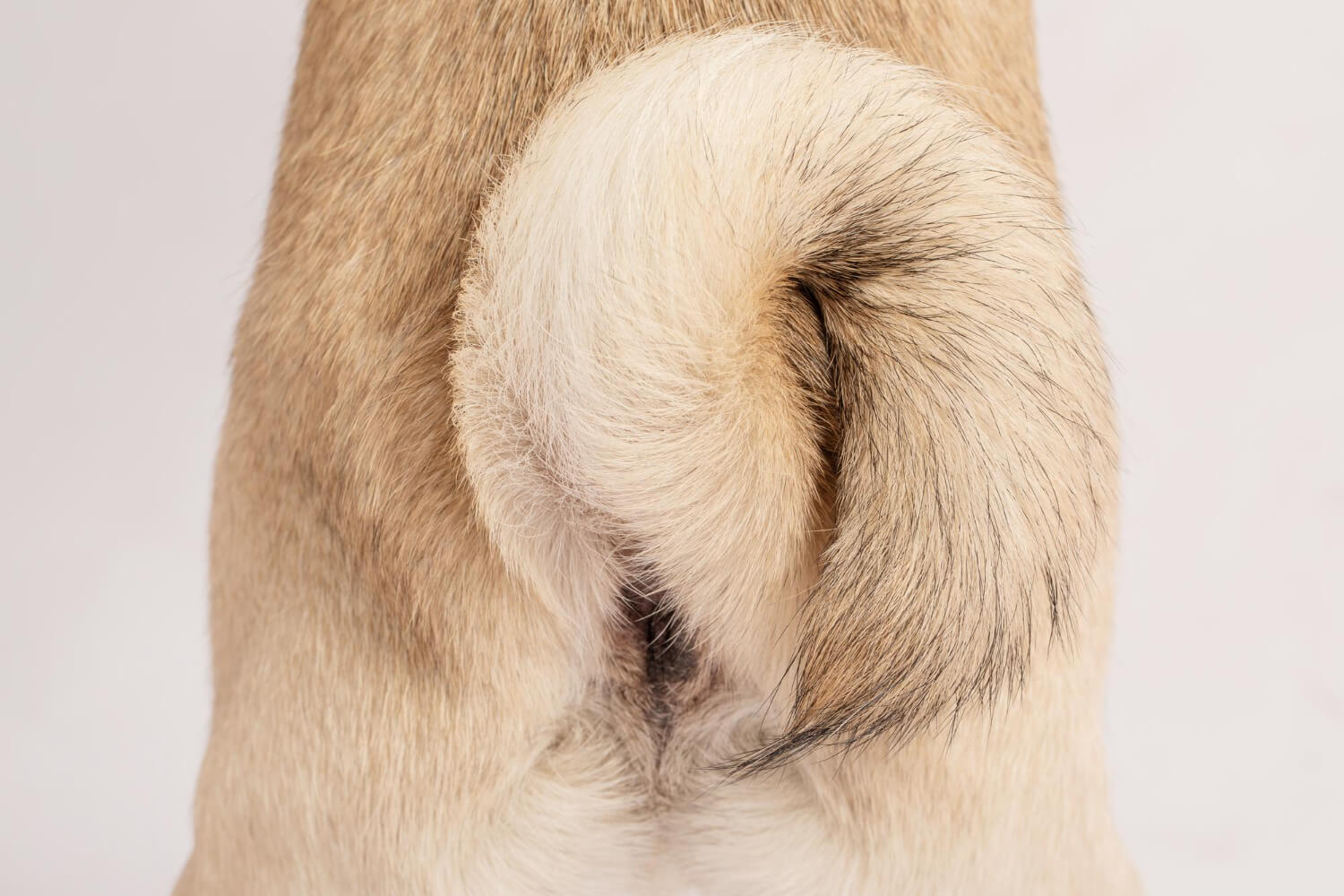 28.dog-tail-language-guide-1