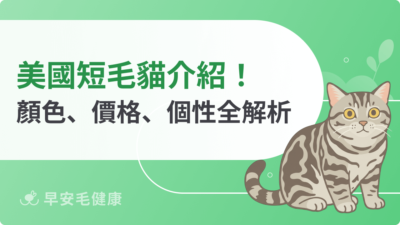 美國短毛貓介紹!顏色、價格、個性、特徵全解析!