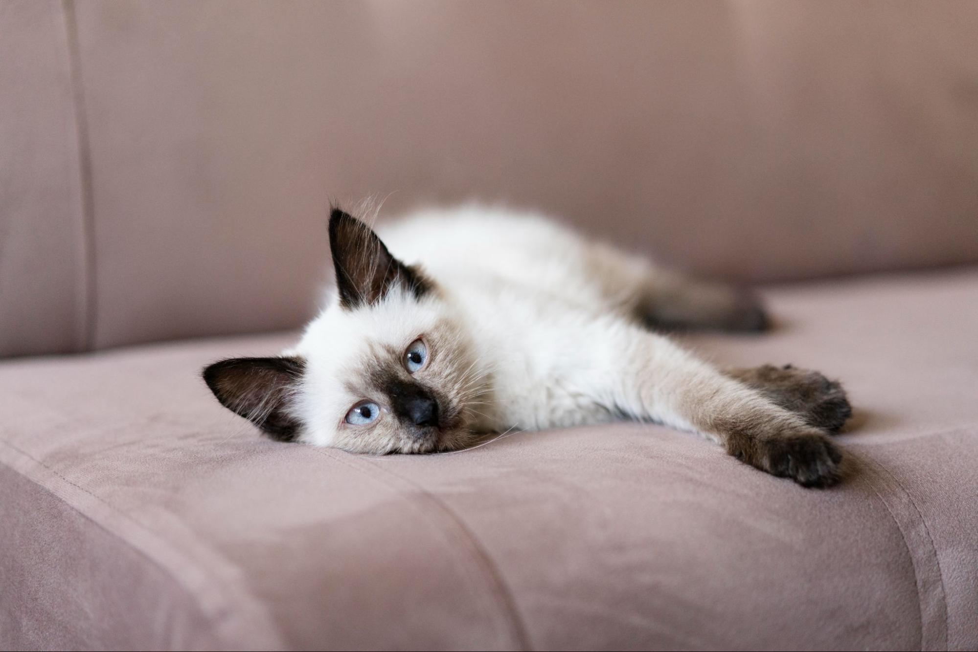 210. AI - siamese-cat-color-change-1