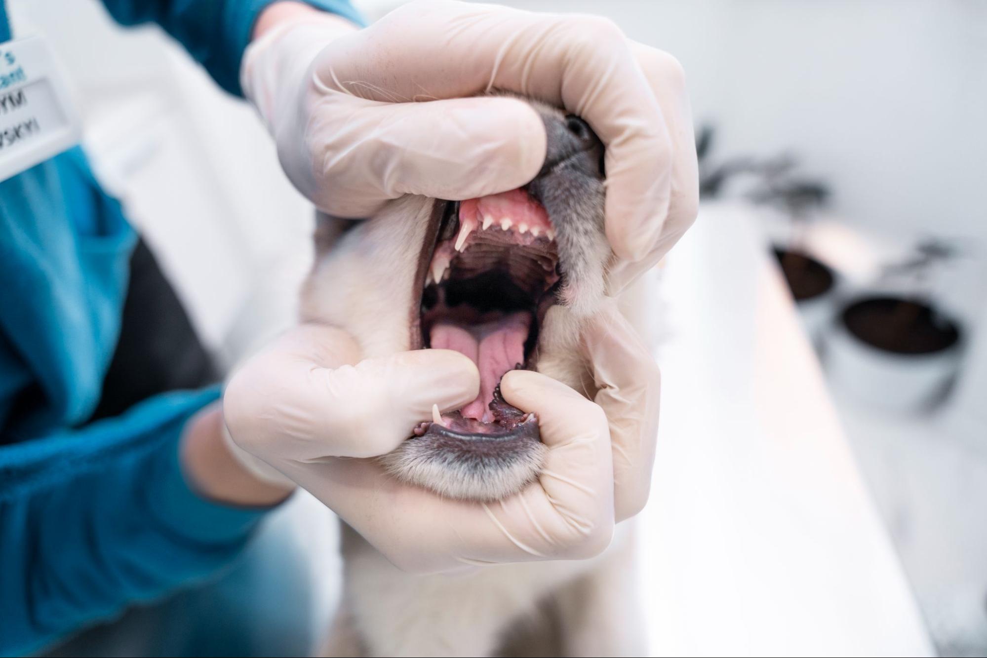 83. AI - dog-teething-stages-and-care-1