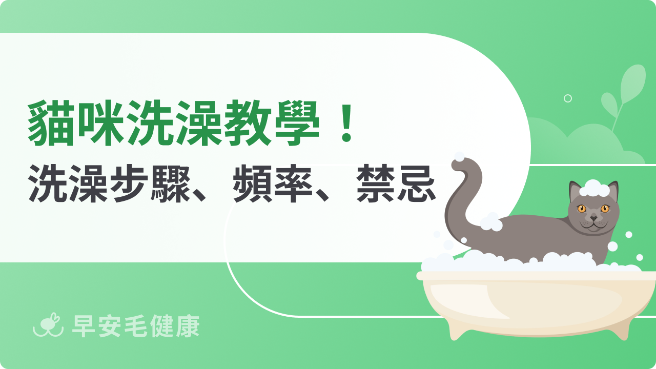 貓洗澡教學!貓咪洗澡步驟、頻率、禁忌攻略