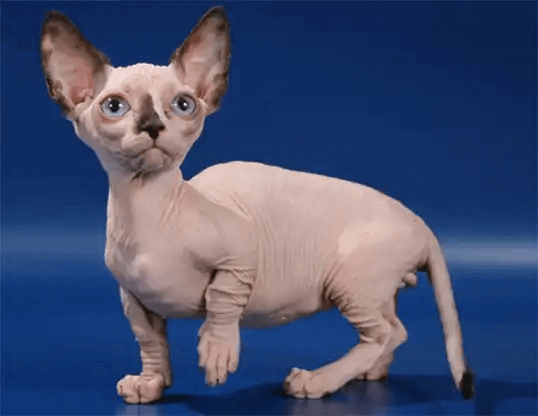 37. hairless-cat-guide-5