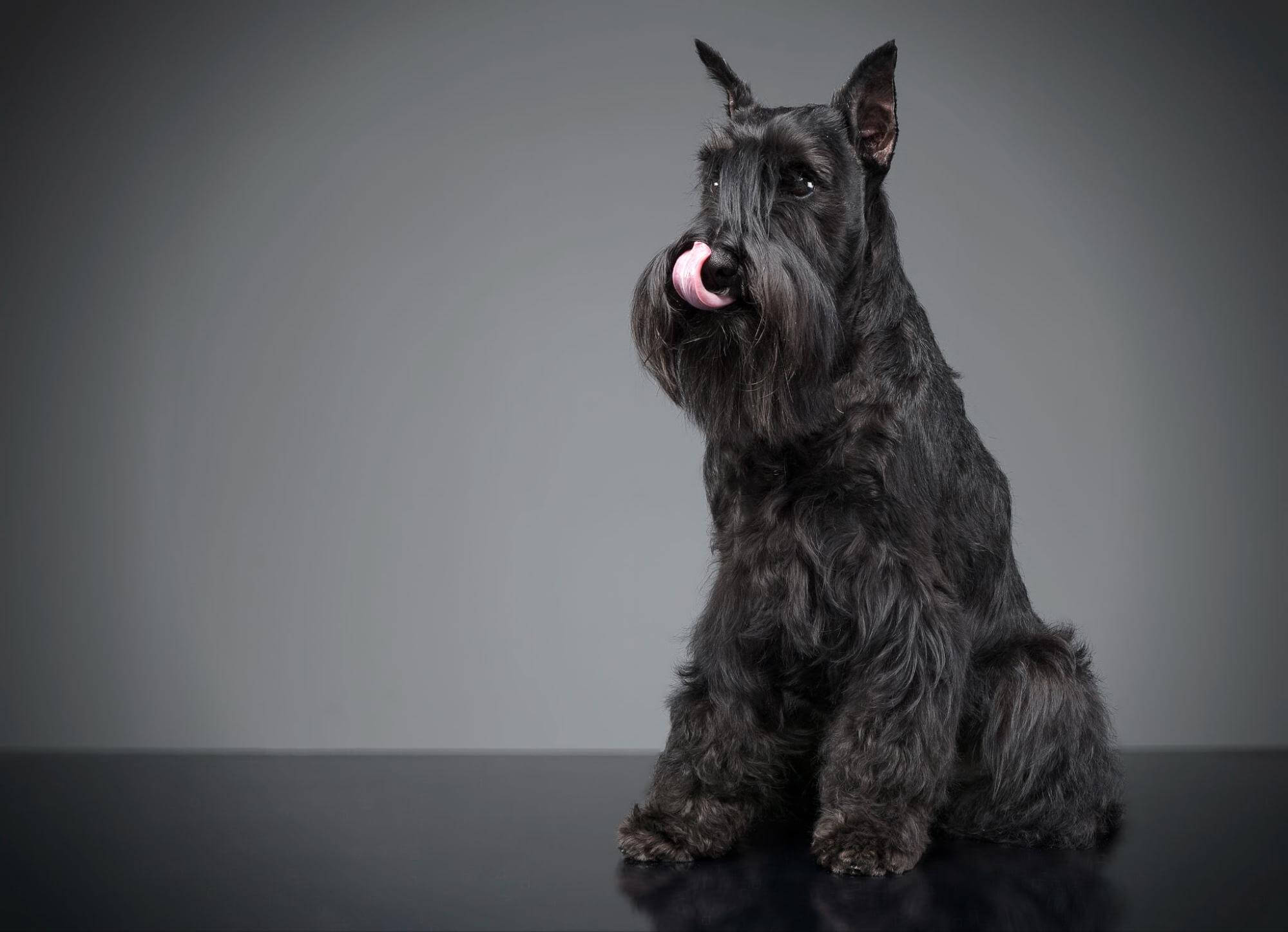 巨型雪納瑞照片