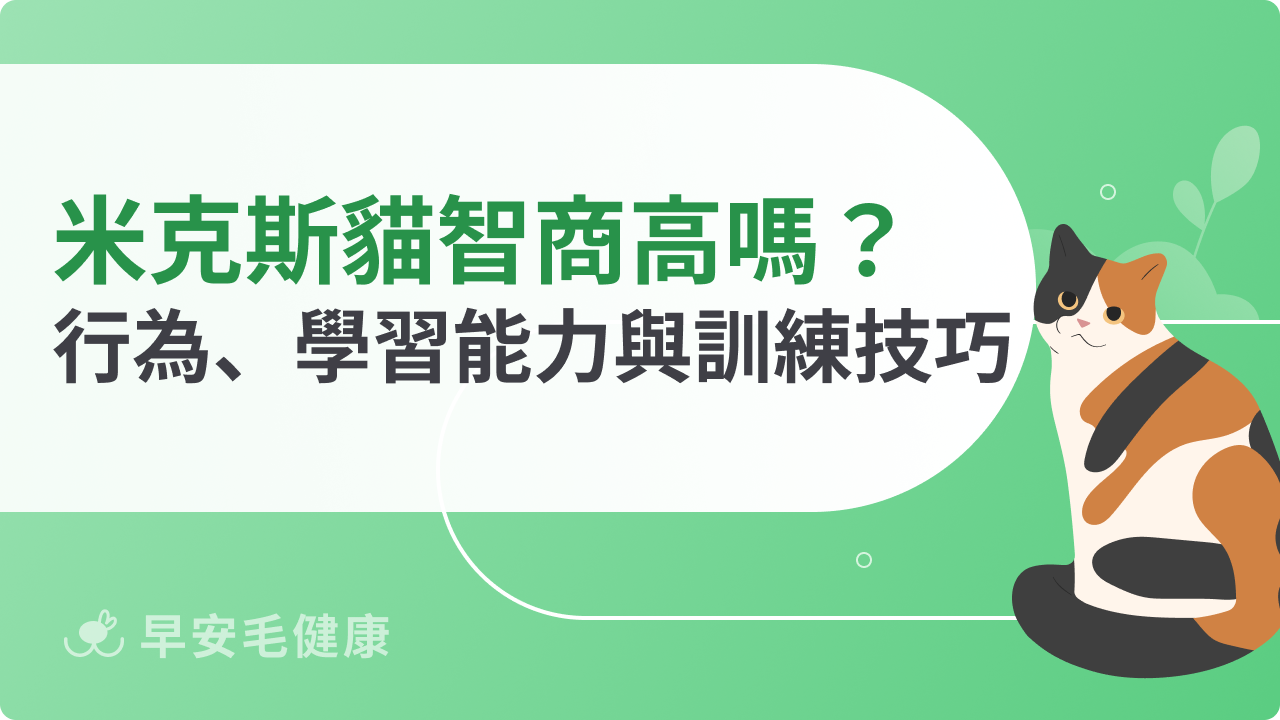 米克斯貓智商高嗎?行為表現、學習能力與訓練技巧解析