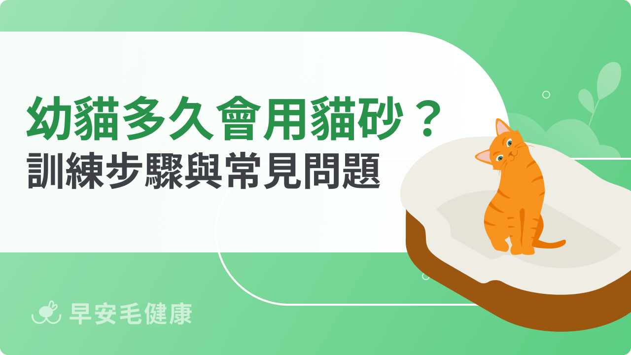 幼貓多久會用貓砂?訓練時間、步驟與常見問題解析