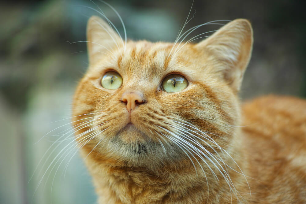 36. mixed-breed-cat-3