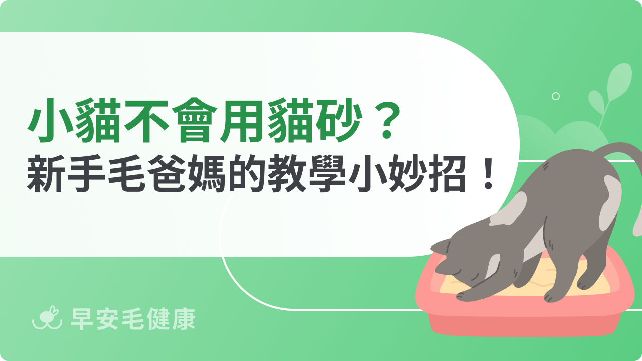 小貓不會用貓砂怎麼辦?新手爸媽必知的教學小妙招!