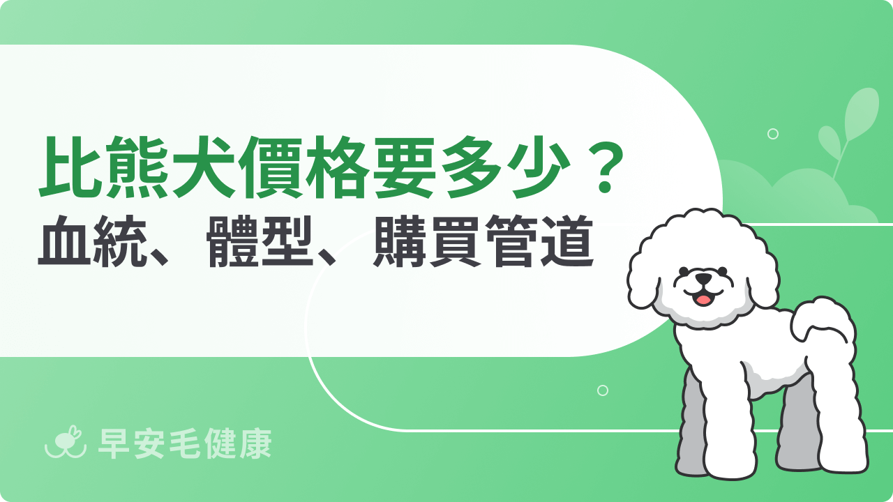 比熊價格多少才合理?血統、體型、購買管道影響一次懂