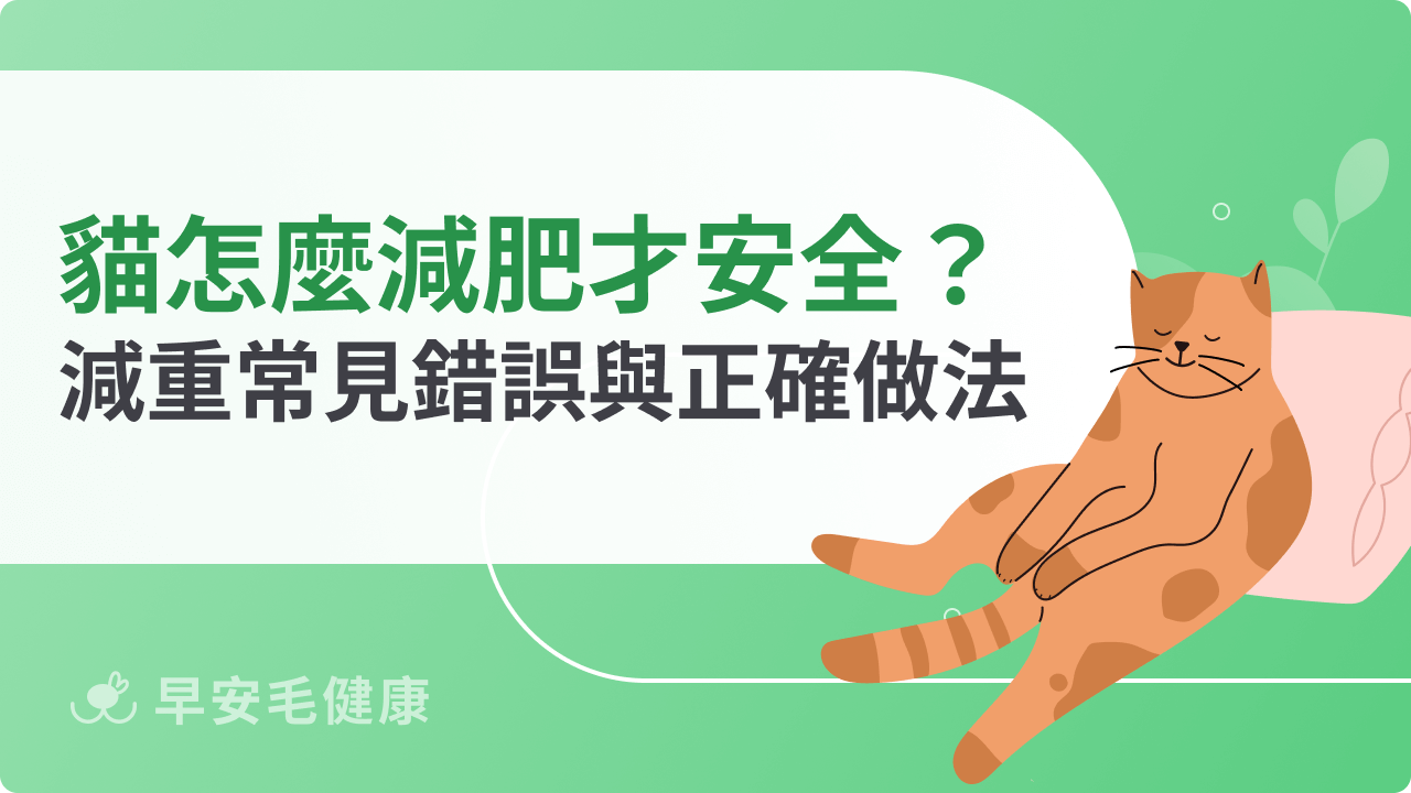 貓咪怎麼減肥才安全?胖貓減重常見錯誤與正確做法解析