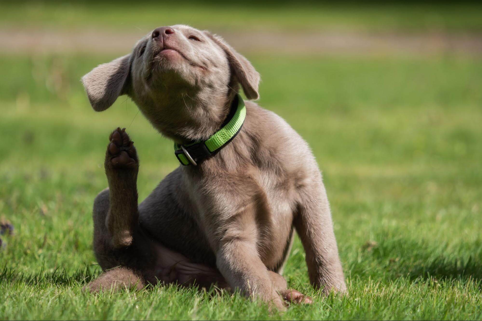 277. AI - dog-dandruff-causes-solutions-1
