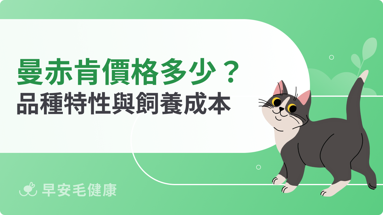 曼赤肯價格多少合理?品種特性與飼養成本解析