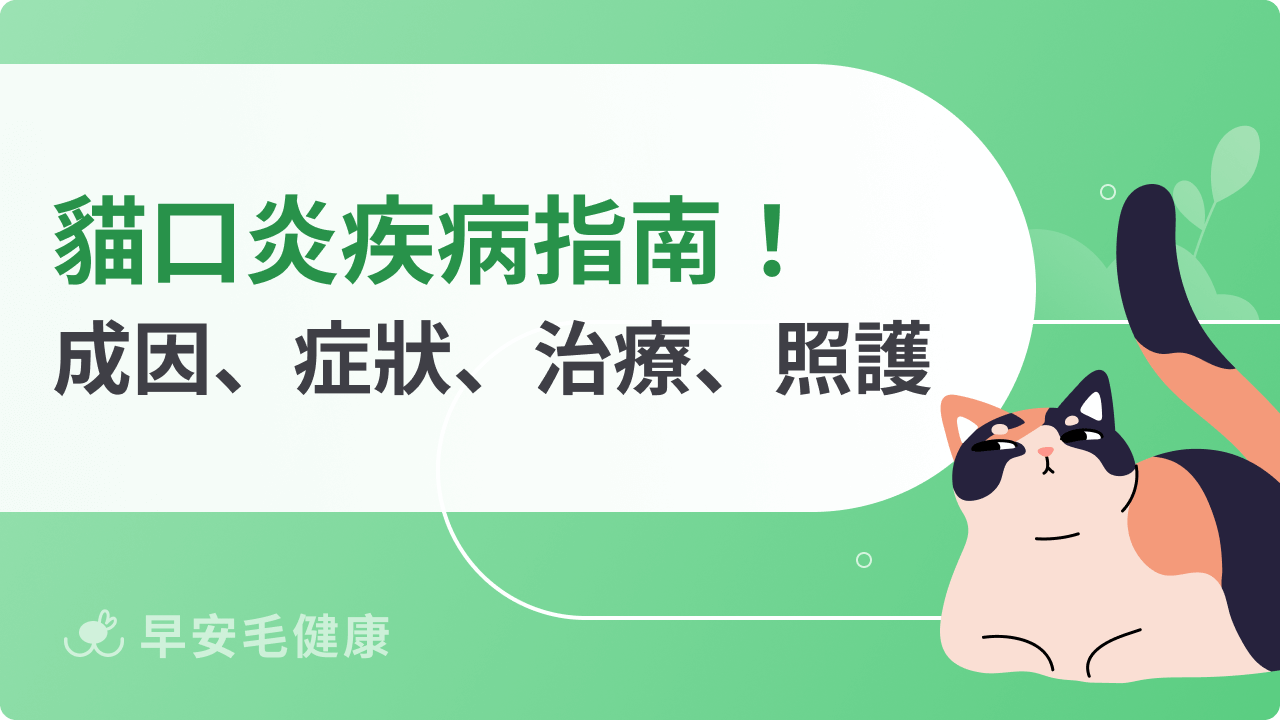 貓口炎全面解析:從成因、症狀到治療與日常照護全攻略