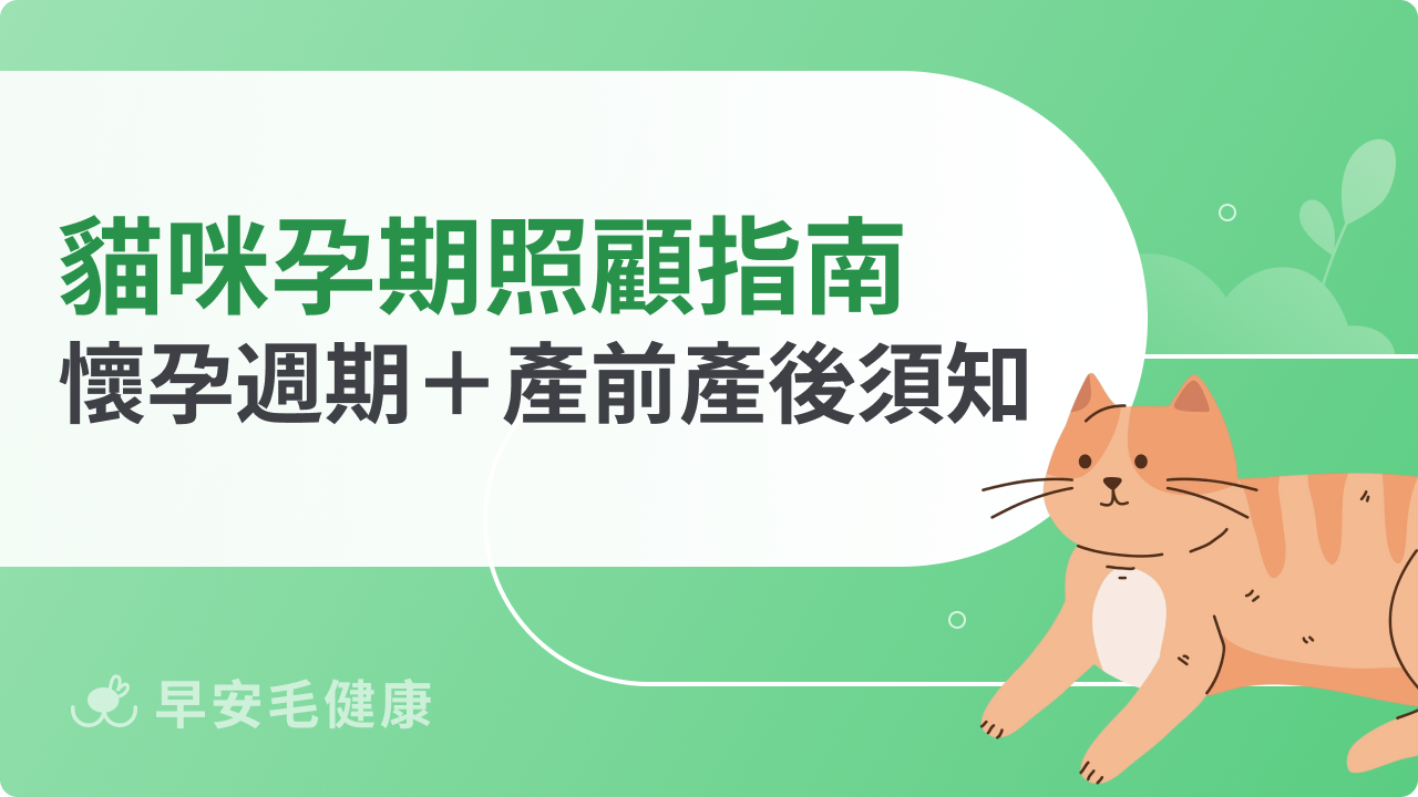 貓咪孕期照顧指南:懷孕週期+產前產後須知大公開!