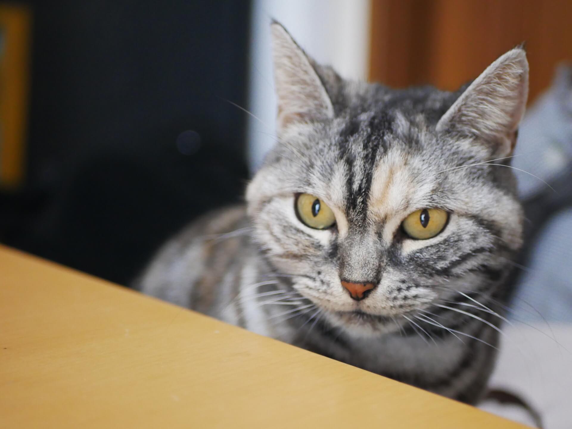 20. american-shorthair-cat-guide-2