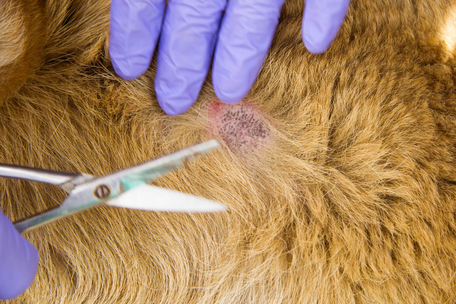 41. dog-eczema-treatment-guide-3