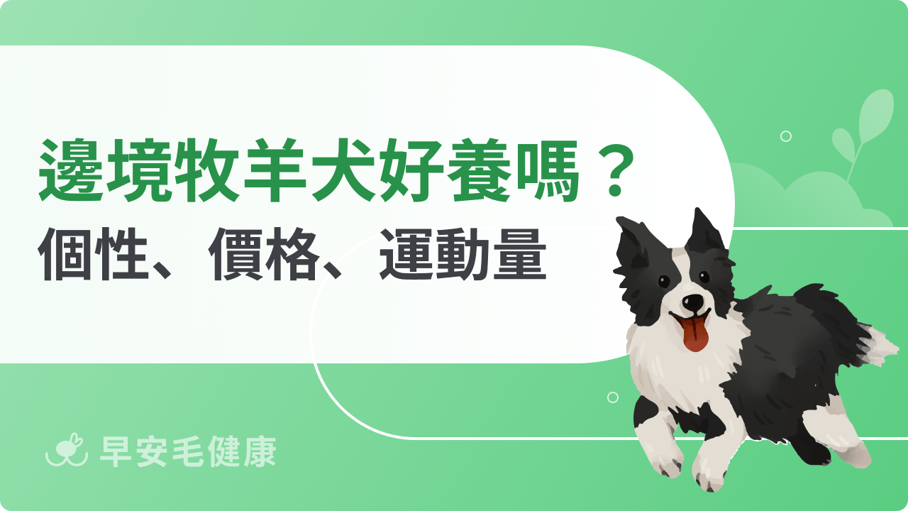 邊境牧羊犬缺點大公開：聰明背後的5 大飼養挑戰與解決方案