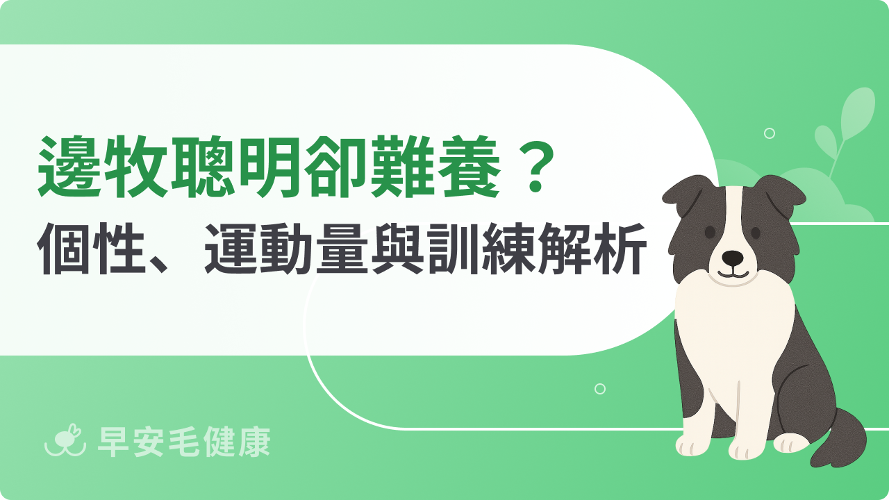 邊境牧羊犬聰明卻難養?個性、價格、運動量與訓練全解析