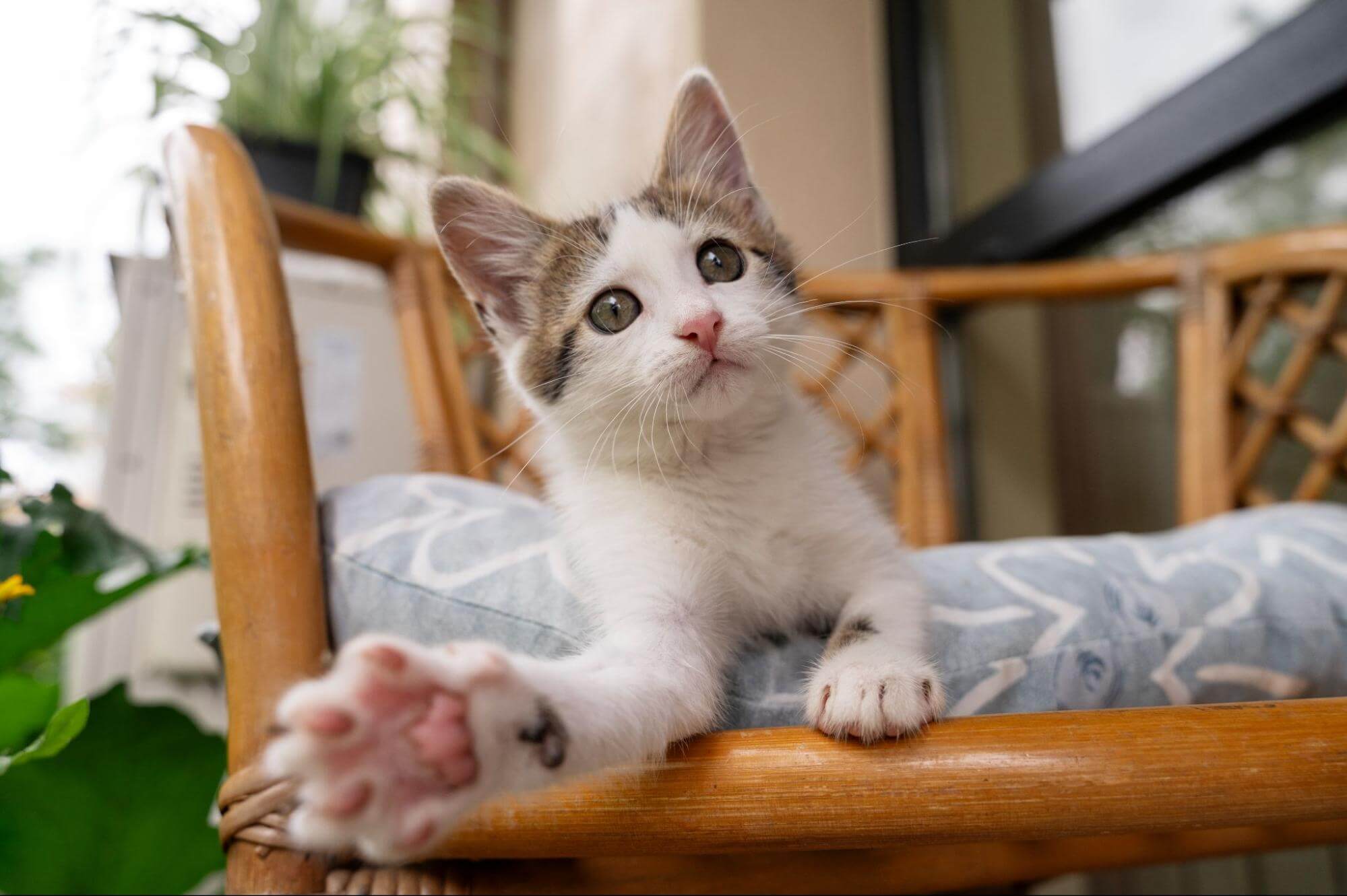 112. AI - how-long-does-it-take-for-a-cat-to-acclimate-1