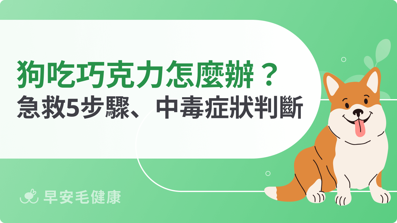 狗狗吃巧克力怎麼辦?急救5步驟、中毒症狀快速判斷