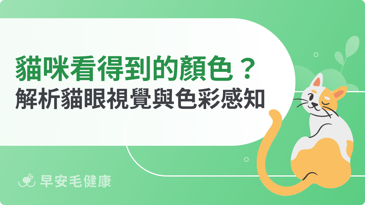 貓咪看得到的顏色有哪些?解析貓眼視覺結構與色彩感知