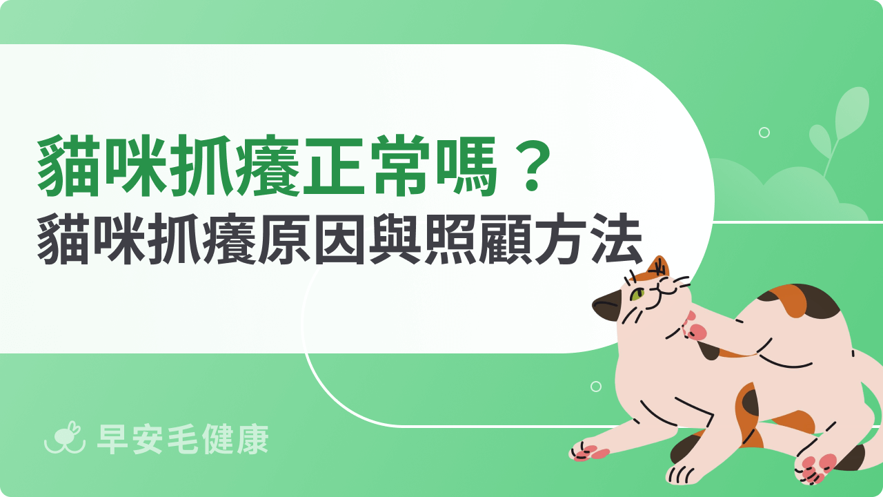 貓咪抓癢正常嗎?分析貓咪抓癢抓不停原因與照顧方法