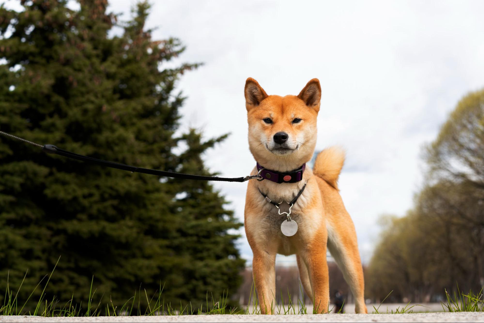 220. AI - regret-raising-a-shiba-inu-1