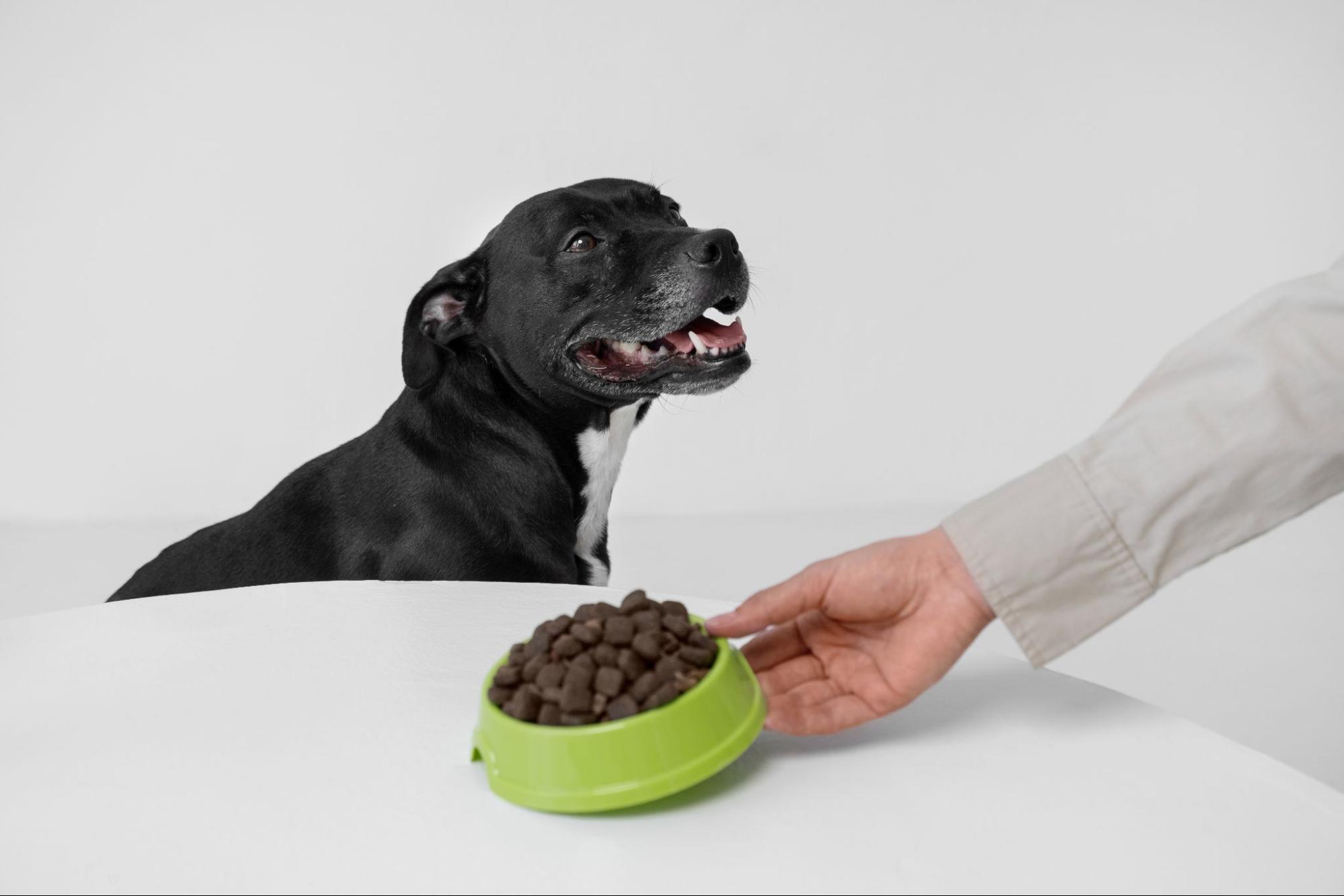 17.AI-can-dogs-eat-cat-food-1