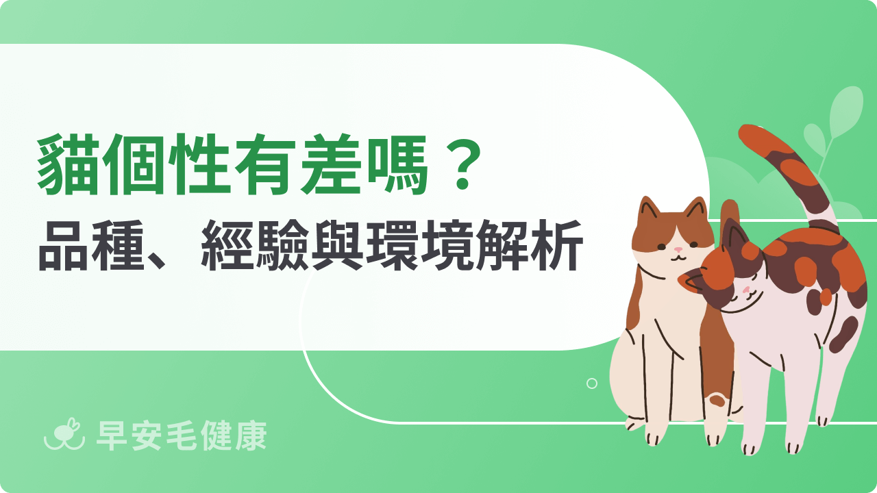 貓個性有差嗎?從品種、經驗與環境解析貓咪性格