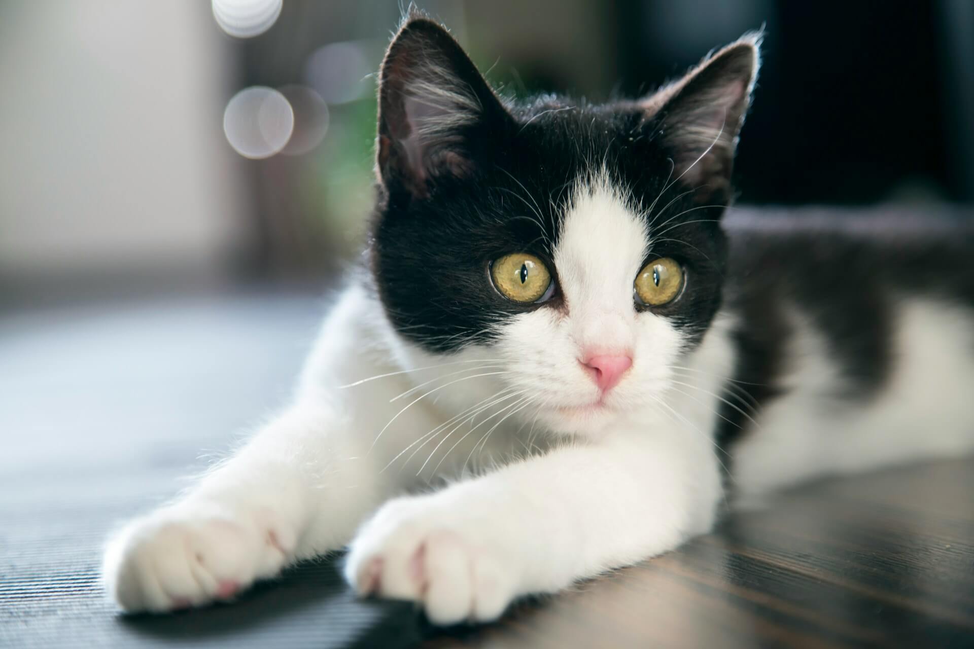 12. tuxedo-cat-guide-3