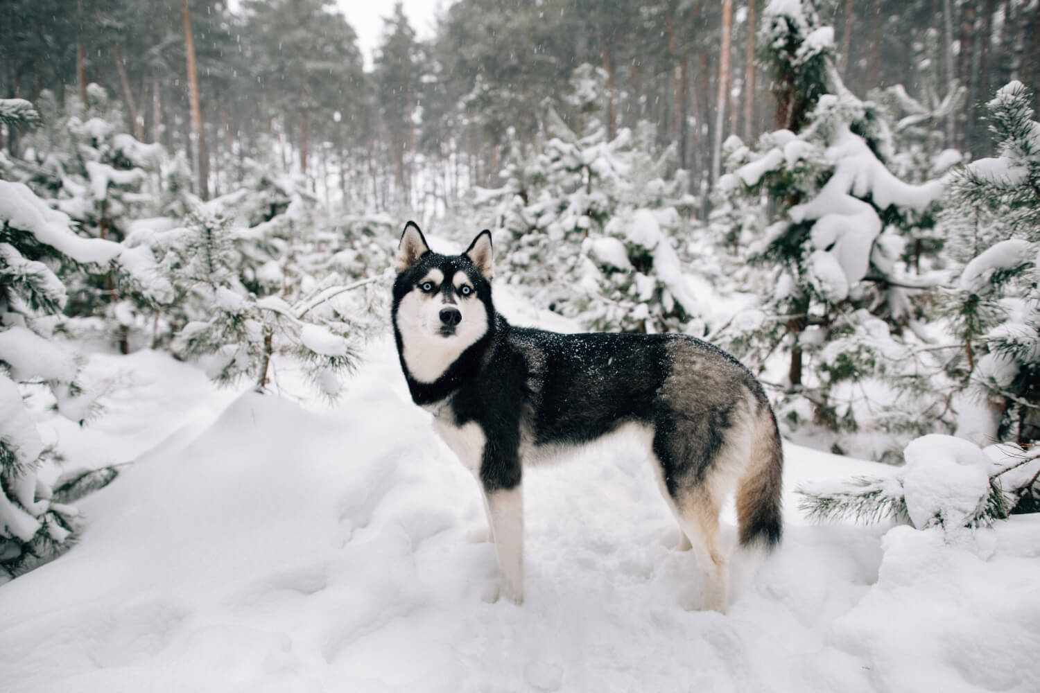 7.siberian-husky--guide-2