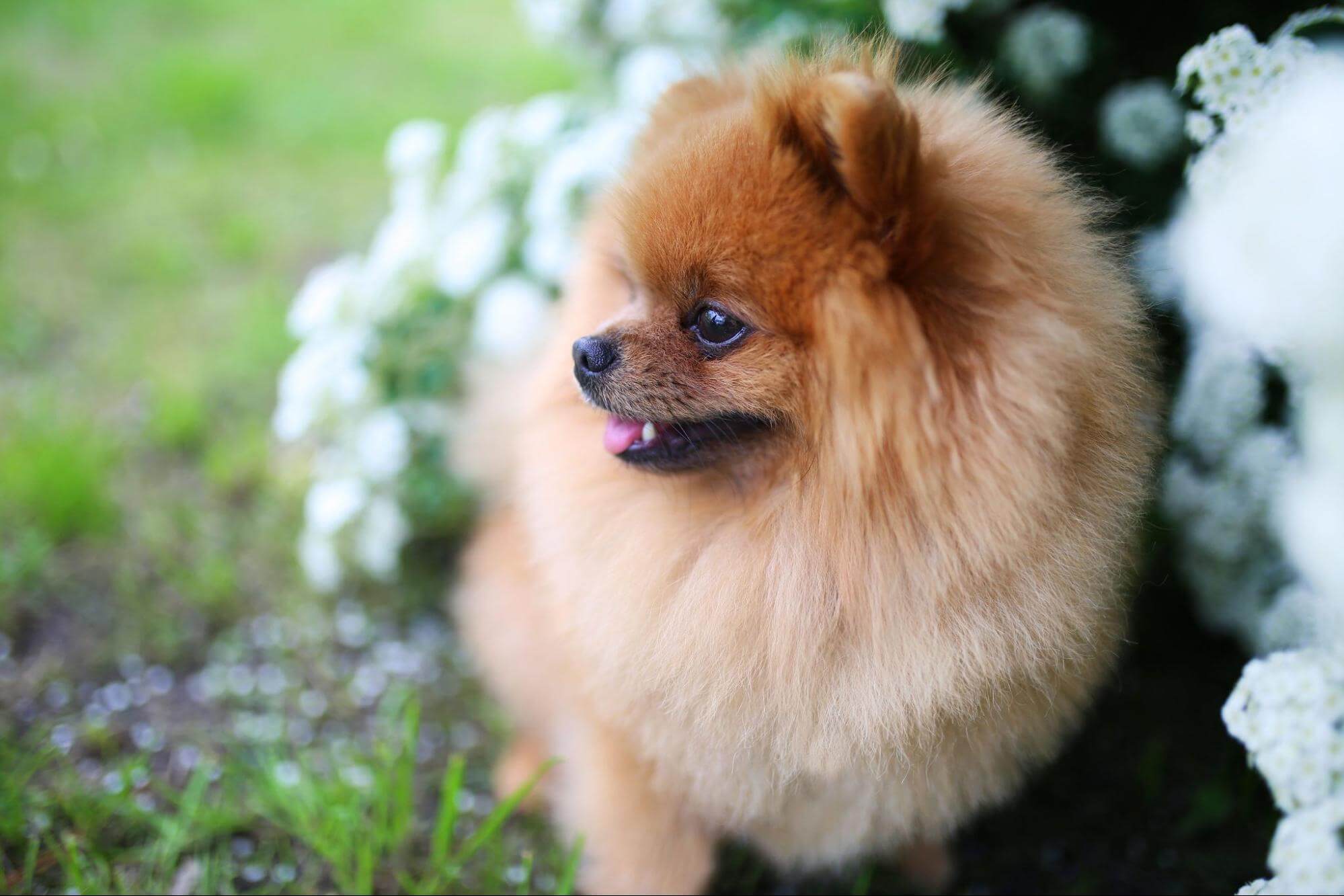 31. pomeranian-dog-guide-3