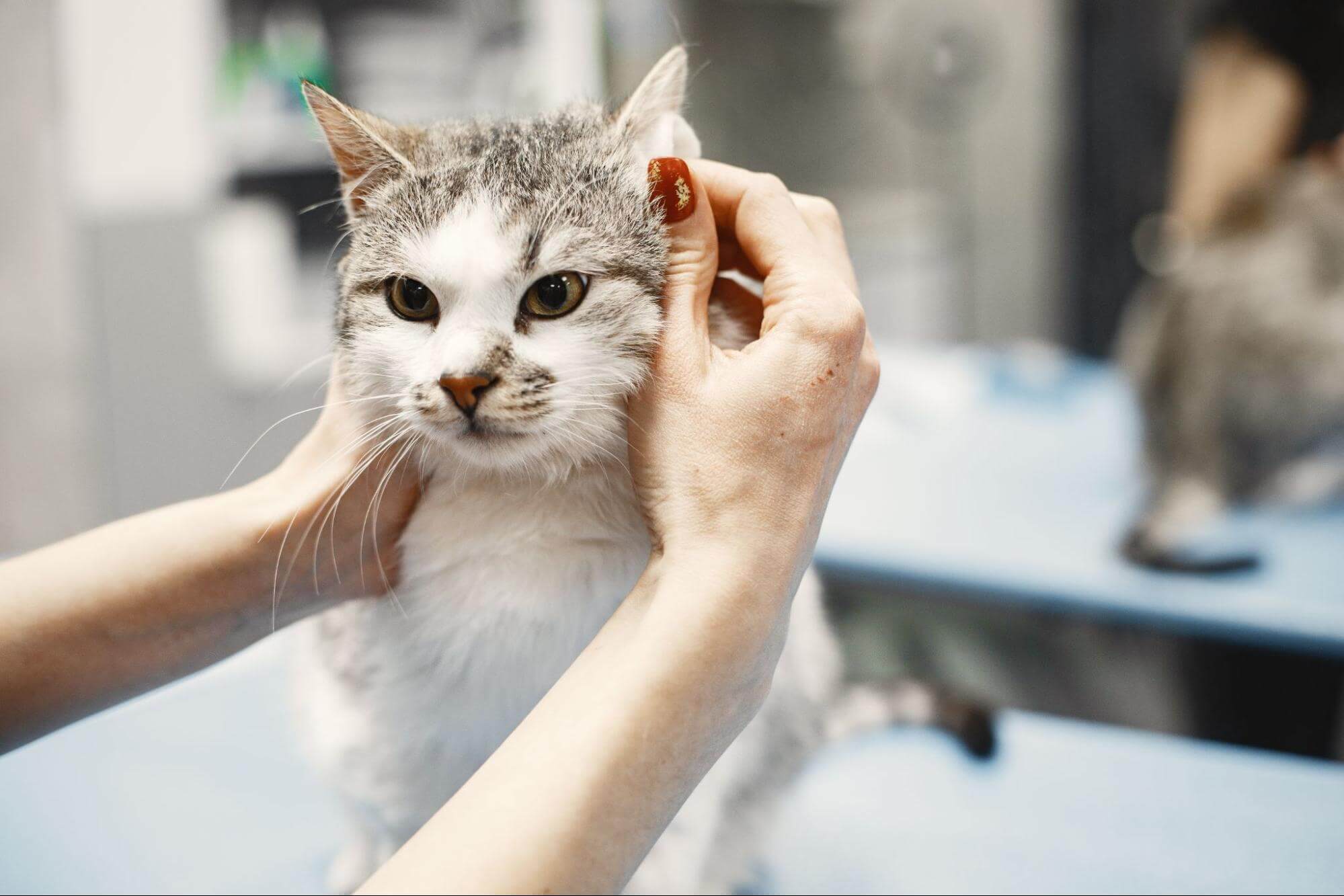 271. AI - fiv-cat-symptoms