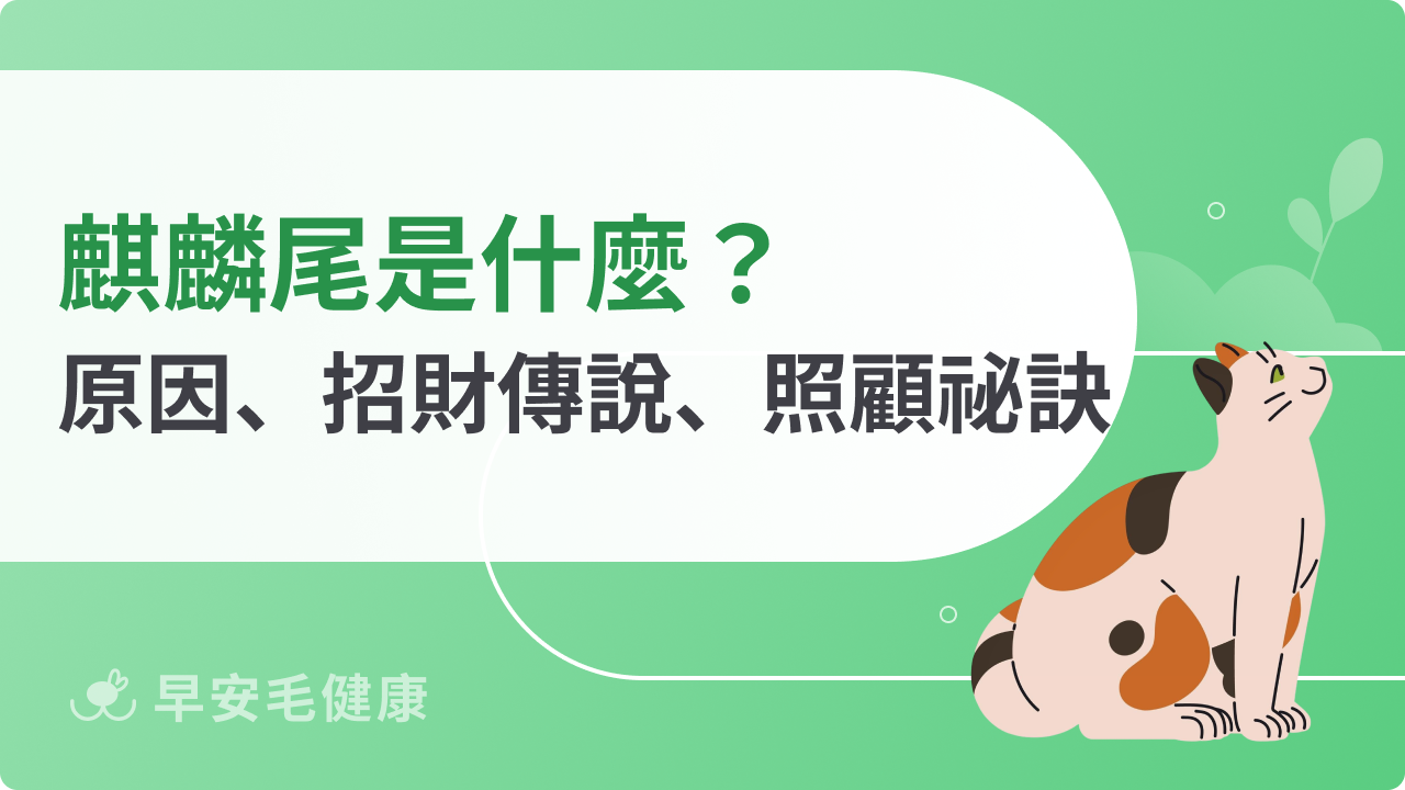 麒麟尾貓會招財嗎?麒麟尾傳說、出現機率介紹!