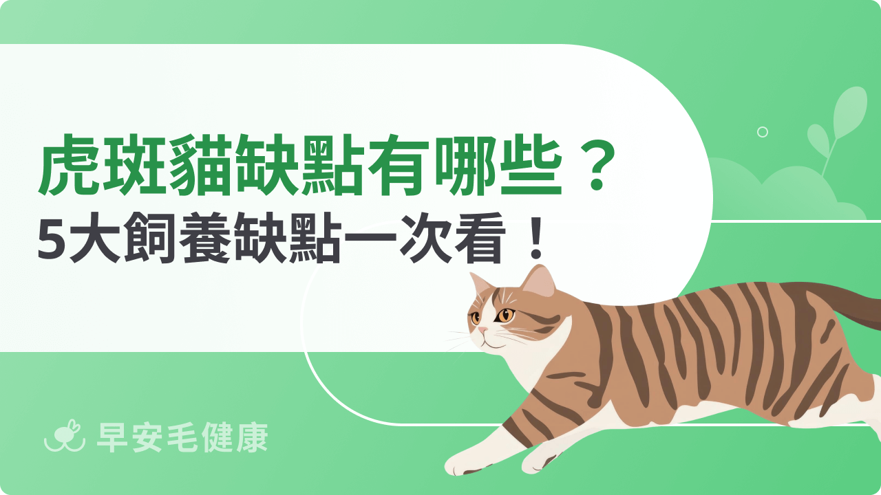 虎斑貓缺點有哪些?5大飼養缺點帶你一次看!