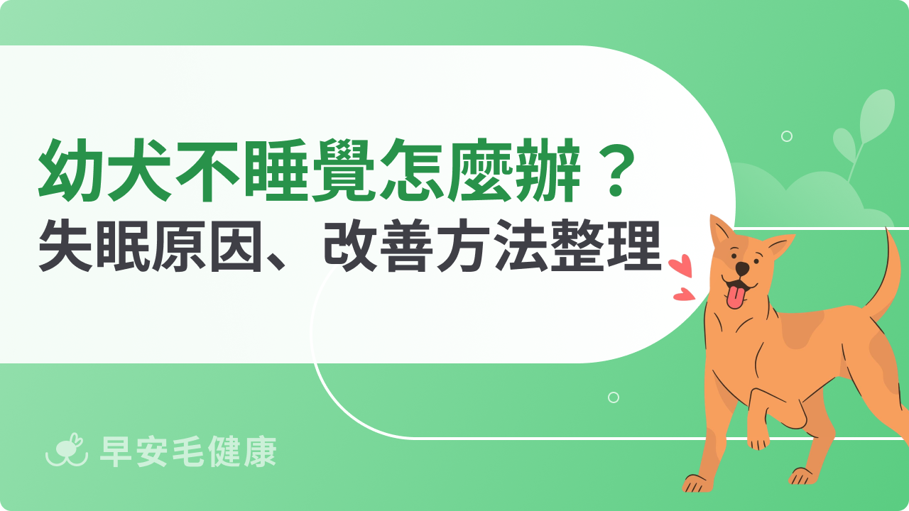 幼犬不睡覺怎麼辦?幼犬失眠原因、改善方法整理