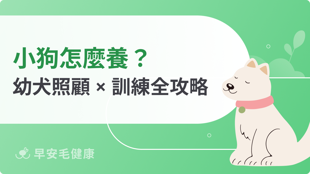 一個月幼犬照顧該做什麼?新手養狗必讀幼犬訓練與飲食解析