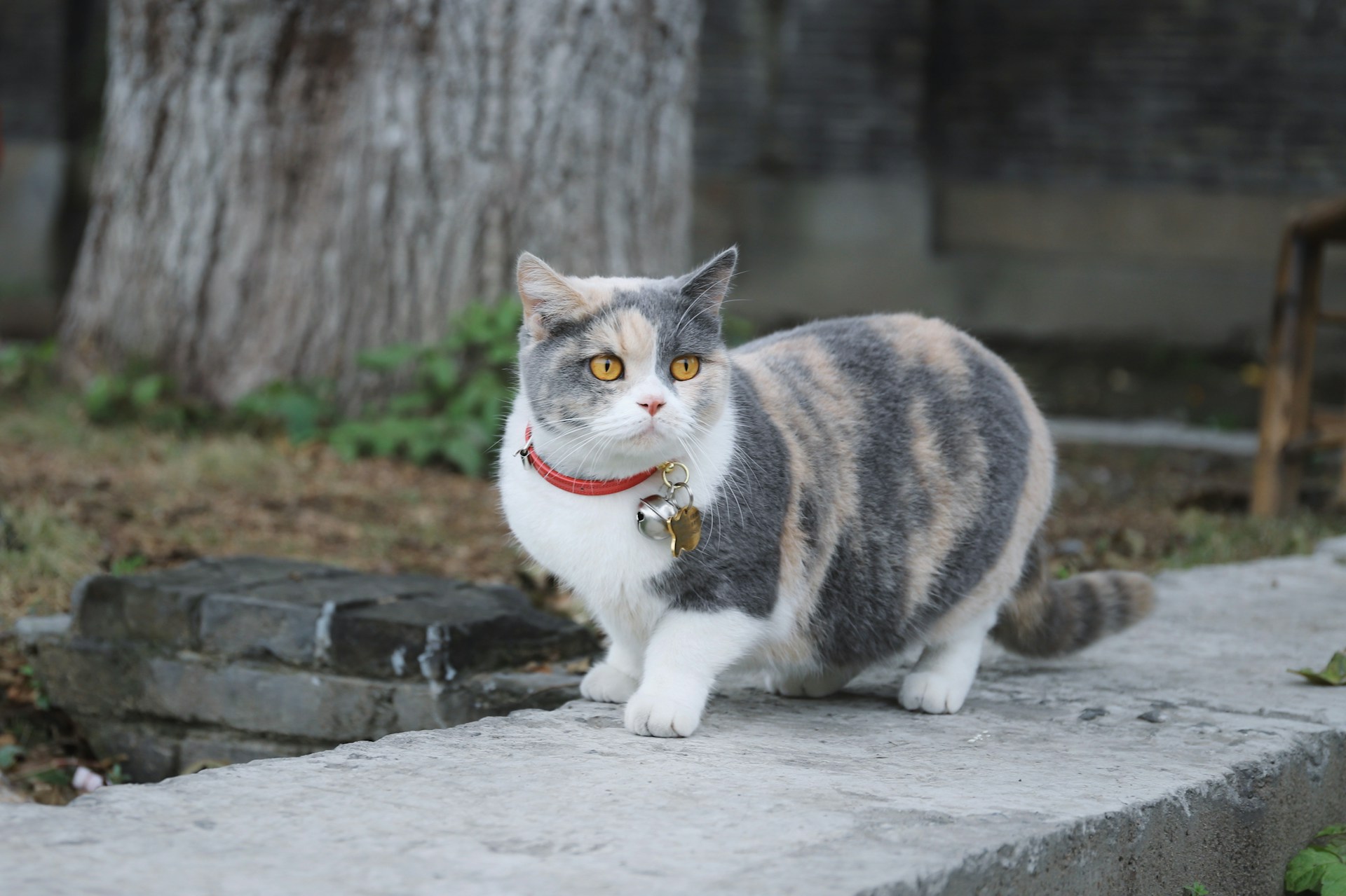 5.munchkin-cat-guide-2